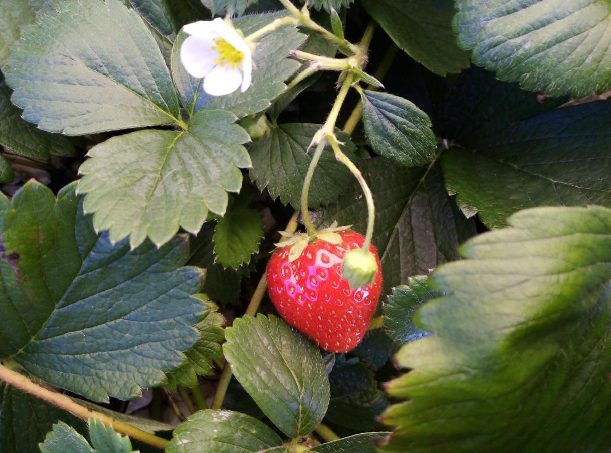 Fraisier, Hotel Artres - Valenciennes Querenaing Bagian luar foto